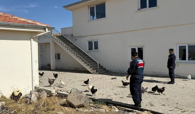 Kümes hayvanı hırsızı jandarmaya yakalandı