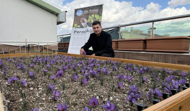 Ülkü Ocakları terasında safran hasadı