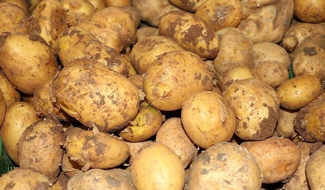 Bakanlıktan patates açıklaması