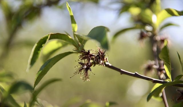 Zirai dondan etkilenen üreticilere yeni destek ödemesi