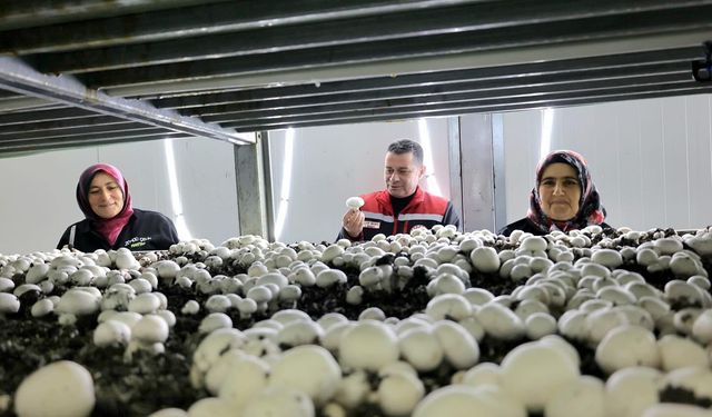 Gülşehir’de mantarcılık sektörüne teknolojik yatırım