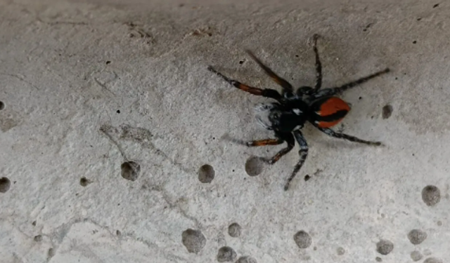Nevşehir'de “Zehirli Uğur Böceği Örümceği” yeniden ortaya çıktı