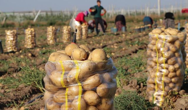 Nevşehir’de patates üretiminde yeni dönem: Çiftçinin yüzü gülecek