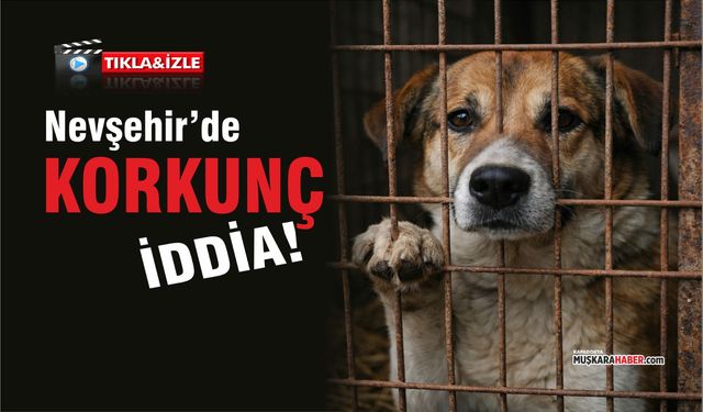 Nevşehir’de köpekler sahte çiple yurt dışına mı satıldı?