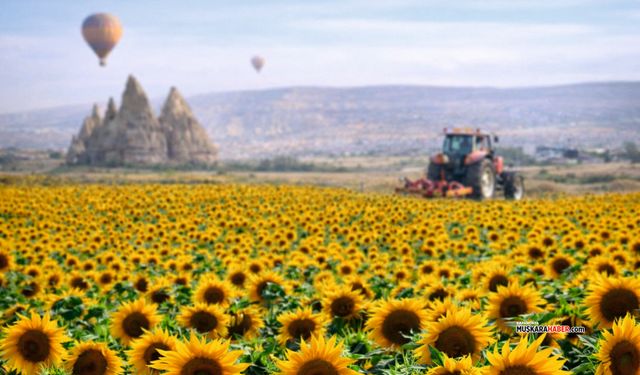 Ayçiçeği üreticilerine destek! Nevşehir’de ödemeler açıklandı