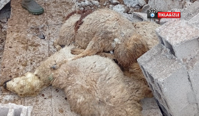 Nevşehir’de korkutan görüntü:12 koyun telef oldu