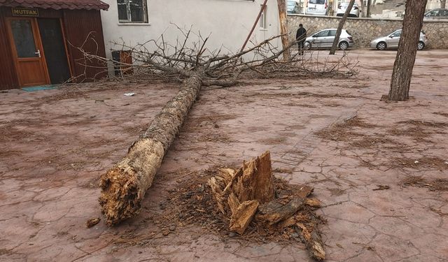Kuvvetli rüzgar Nevşehir’i vurdu: Parktaki çam ağacı devrildi
