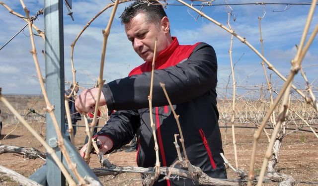 Nevşehir’de bağ budama sezonu başladı