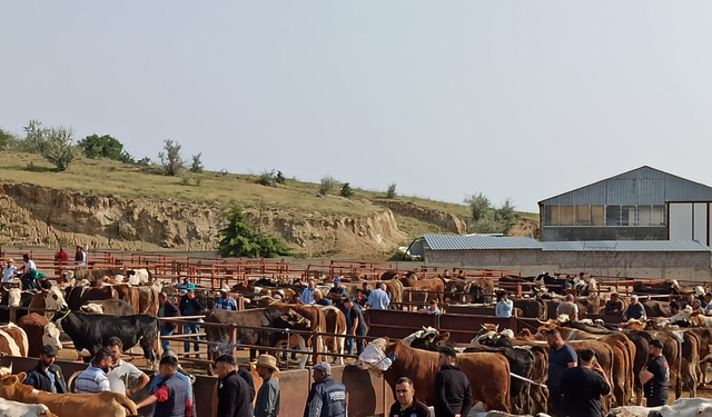 Şap hastalığı bitti, Nevşehir Hayvan Pazarı kapılarını açıyor