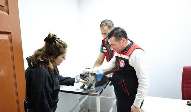 Nevşehir’de evcil hayvanlara mikroçip ve kuduz aşısı yapılıyor