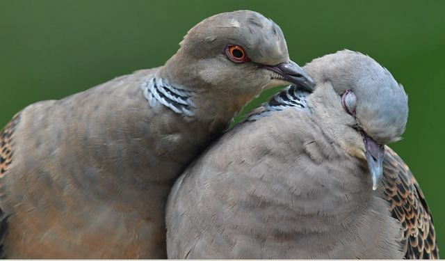 Aşıklara neden “kumrular gibi” deniyor biliyormusunuz ?
