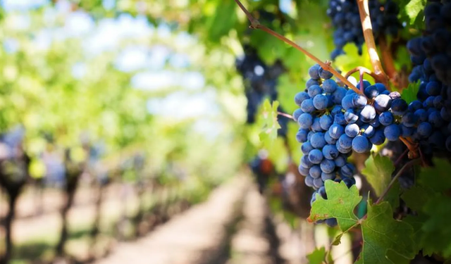 Kapadokya bağcılık kültürü ekoturizmle güçleniyor