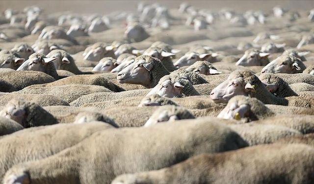 TİGEM 120 küçükbaş hayvanı satışa çıkardı: İşte detaylar