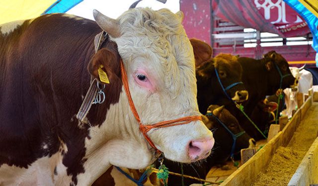 Kurban Bayramı öncesi büyük tehlike! “Uygun fiyatlı hisse” tuzaklarına dikkat