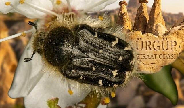 Meyve ağaçlarını tehdit ediyor! Çiçek böceğine karşı kesin çözüm