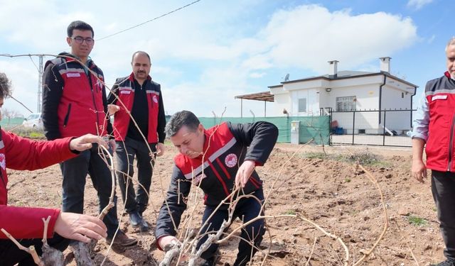 185 bin dekarlık bağ alanında budama çalışmaları tamamlandı
