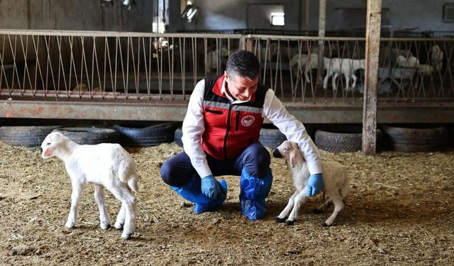 Nevşehir’de küçükbaş seferberliği: Küpeleme ve aşılama devam ediyor