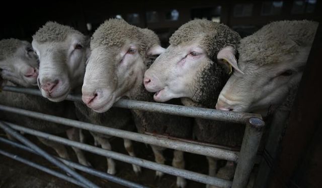 600 küçükbaş hayvan satışa çıkarıldı: İşte detaylar