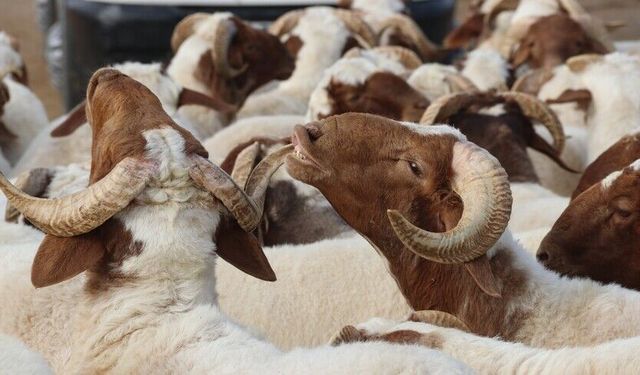 Diyanet duyurdu: 2026 vekaletle kurban kesim ücretleri netleşti