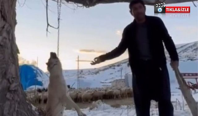 Köpeği zincirle ağaca asarak vahşice öldürdü
