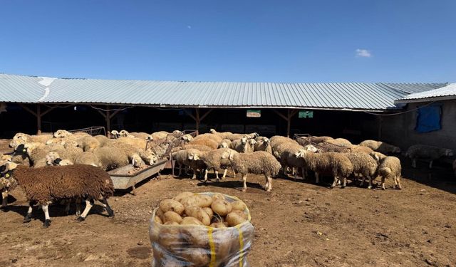 Nevşehir patatesi Yozgat’ta hayvanlara yem oluyor