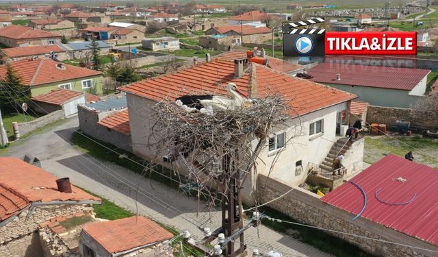 Nevşehir’de 7 yıllık leylek hikâyesi: “Garip” ve “Gurbet” köyün maskotu oldu