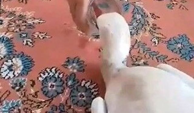 Gülşehir'de insanlık dersi! Yaralı leyleği evine götürüp ilk müdahaleyi yaptı