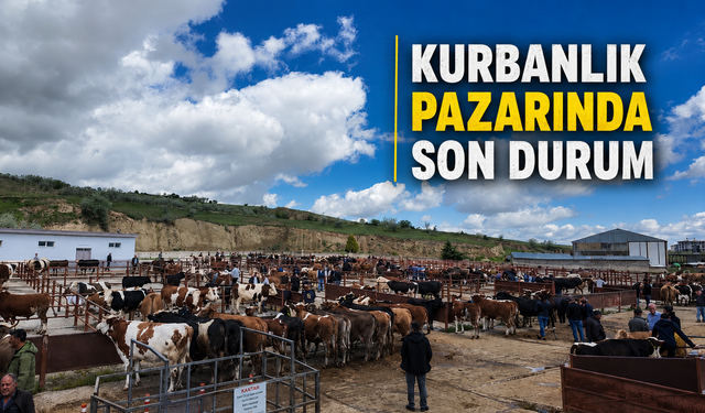 Kurbanlık pazarında yoğunluk arttı, denetimler sıklaştı