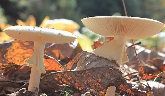 Karapınar'da mantar alarmı! 4 kişi hastanelik oldu