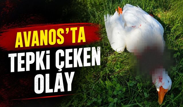 Avanos'ta tepki çeken olay: Kazı vahşice katlettiler