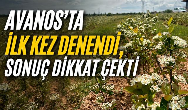Avanos’ta ilk kez yetiştirildi: “Süper meyve” aronya çiçek açtı