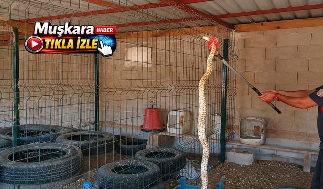 Avanos'ta kümese giren dev yılan herkesi korkuttu!