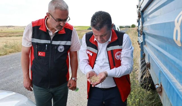 Nevşehir’de arpa hasadı başladı: Yüksek rekolte beklentisi