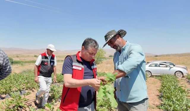 Nevşehir’de tarlalar bereketlendi: 450 bin sebze yetiştiriliyor