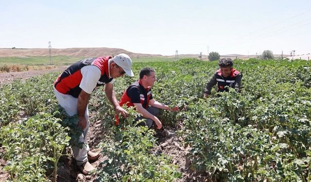 Nevşehir’in patatesinde sıkı takip: İl Müdürü tarlaya indi