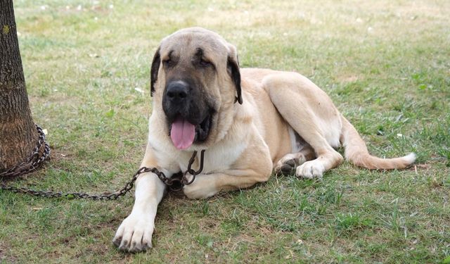 Nevşehir’de yetiştirilen köpekler Türkiye Şampiyonası’nda boy gösterdi