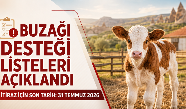 Nevşehir’de buzağı desteği listeleri açıklandı