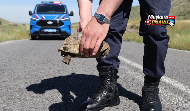 Nevşehir’de jandarmanın sıra dışı görevi: Kaplumbağalar için 7 yıldır nöbetteler