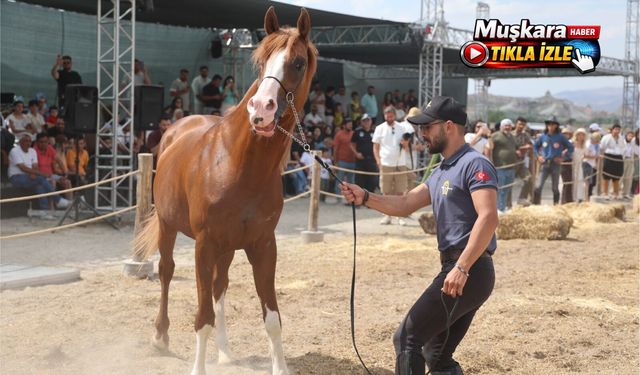 Kapadokya'da güzellikleriyle büyüleyen atlar podyuma çıktı