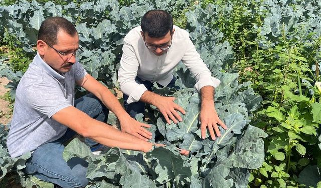 Nevşehir’de brokoli hasadı başladı
