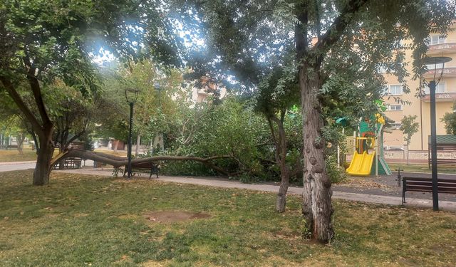 Nevşehir’de şiddetli rüzgar 70 yıllık çınarı ikiye ayırdı