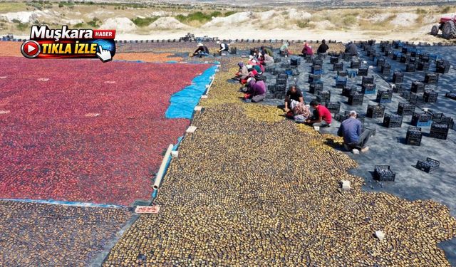 335 nüfuslu Nevşehir köyünden ekonomiye 500 milyon liralık katkı
