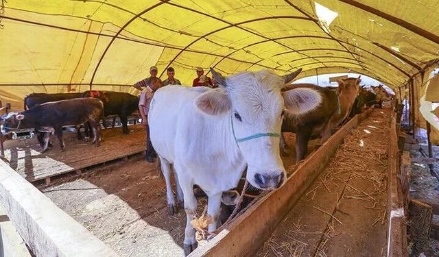 Nevşehir Hayvan Pazarı tekrar kapatıldı
