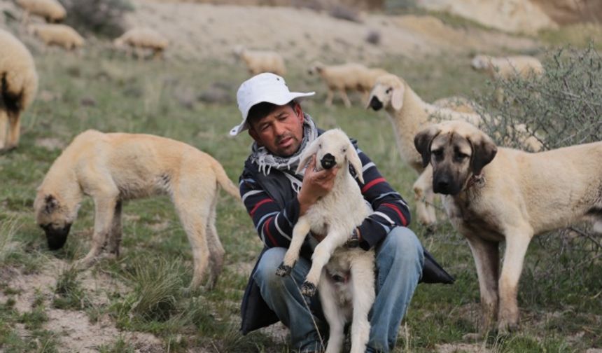 Afganlı çoban