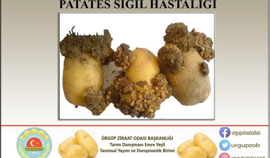 Nevşehirli üreticinin korkulu rüyası: Patates siğili hastalığı