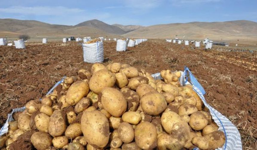 Patateste ihracat yasağı kalktı