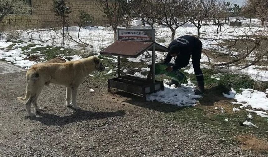 Ortahisar Belediyesi hayvanları unutmadı