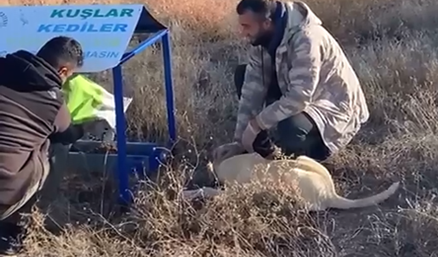 Gülşehir’de sokak hayvanları sevgiyle besleniyor (video)