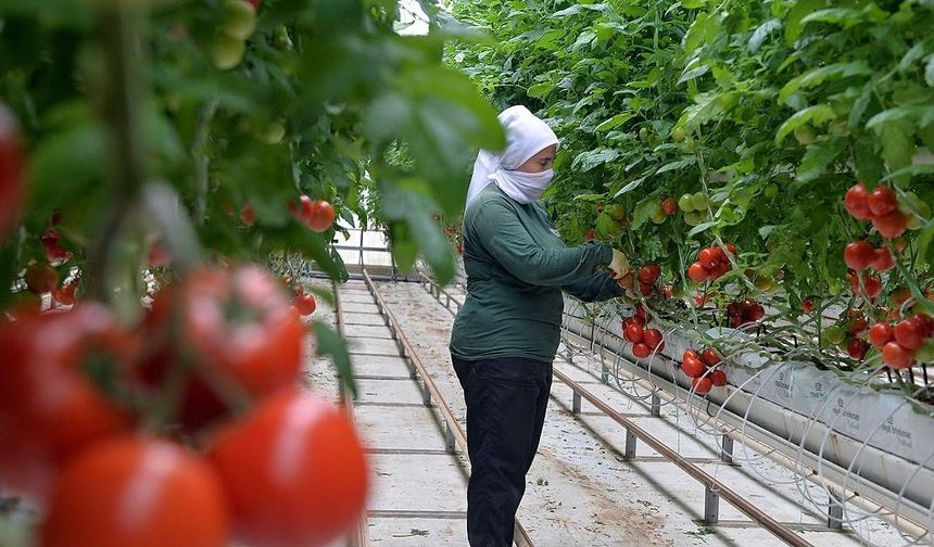 Kozaklı jeotermal seralarıyla soğuk iklim üretiminde öne çıkıyor