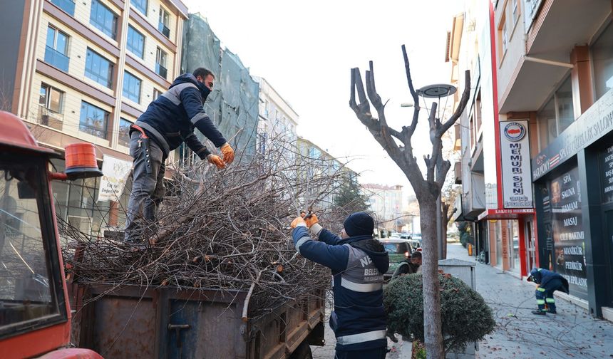 Belediye ekipleri ağaçların bakım çalışmalarını sürdürüyor